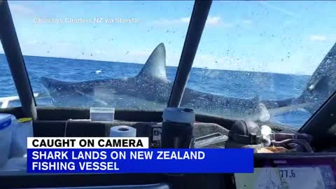 Shark jumps aboard New Zealand fishermen's boat