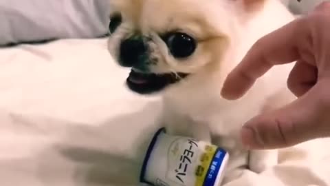 Funny dogs cute video 🥰