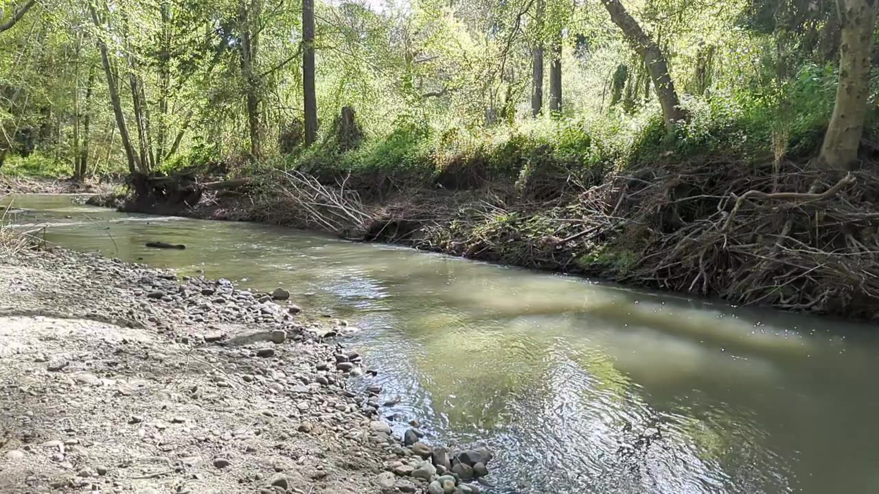 Relax down by the creek in the forest