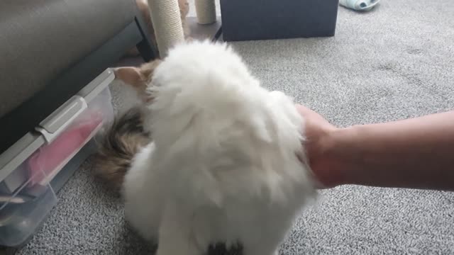 Cat grooming fluffy fur