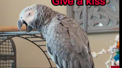 funny parrot copy everything you say