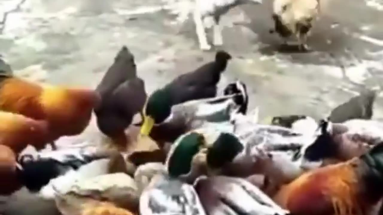 Funny doggy VS chicken compilation