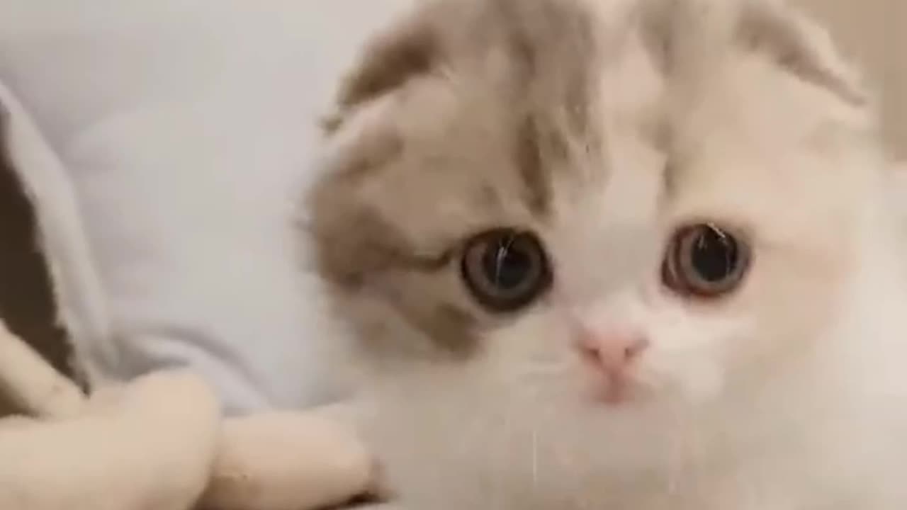 Baby cat