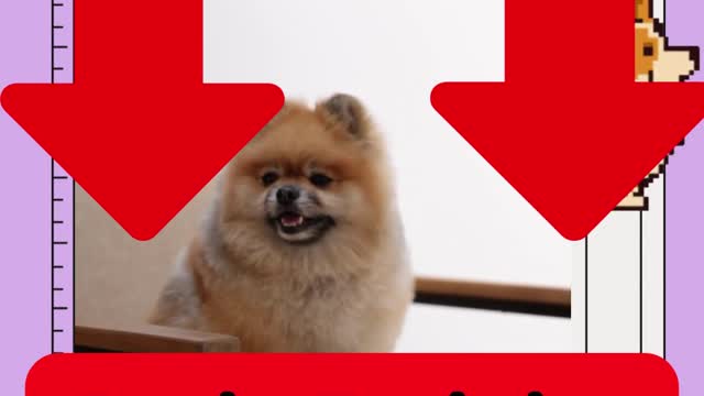 3 Tricks To Teach Your Dog | #Part 6