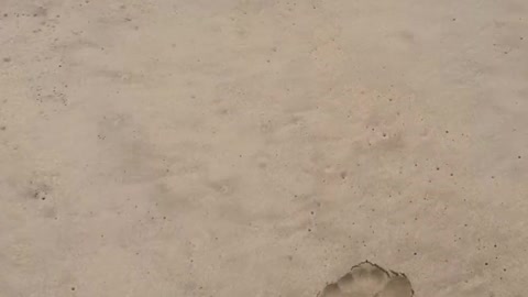 Dog Tries to Catch Crab Scuttling Away on Sandy Beach