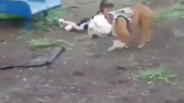 Funny Dog kicked on kids head while playing together in swing