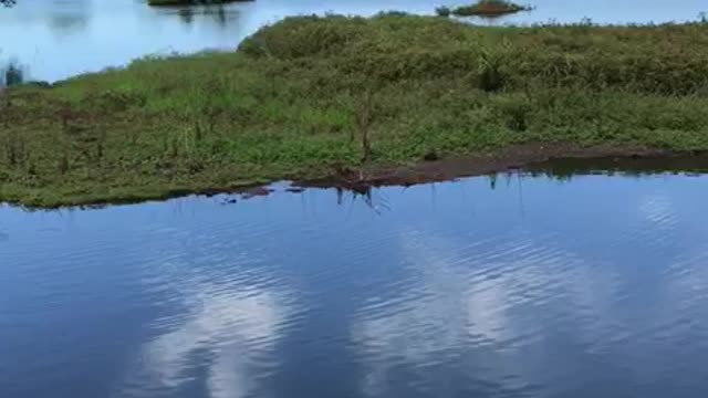 cleaning the tilapia dam.