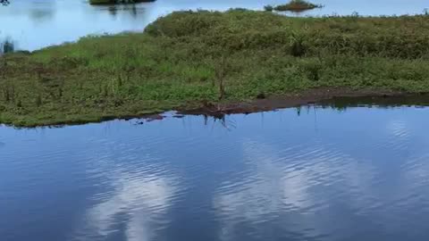 cleaning the tilapia dam.