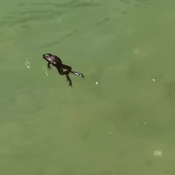 The frog 🐸 singing in water🤣🤣🤣🤣