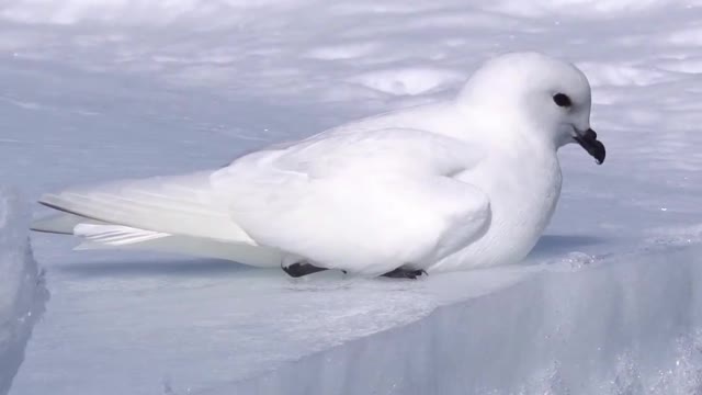 Snow Petrel