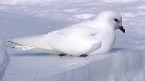 Snow Petrel