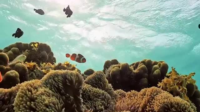 turtle's camera perspective