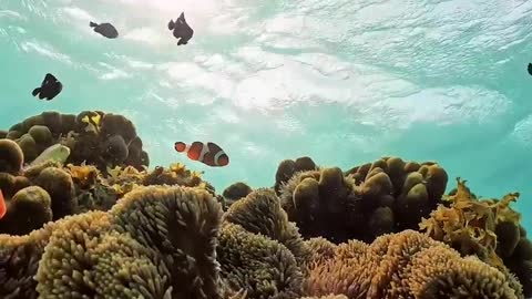 turtle's camera perspective