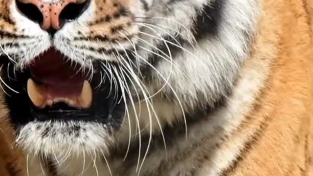 Tiger Enraged Expression