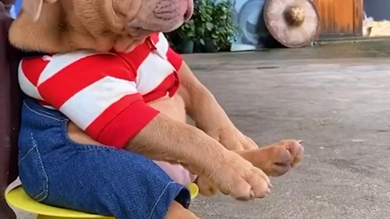 Funniest Cats and Dogs 😺🐶 Funny Animals 2024😂 Funny Video