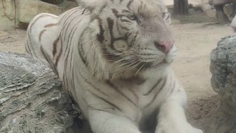 White tiger