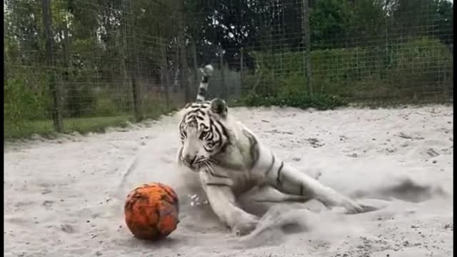 Do lions and tigers eat pumpkins?