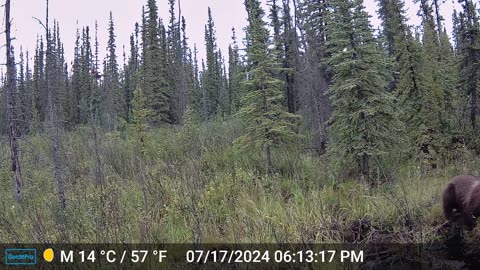 Bear Chases Moose Family Into Pond