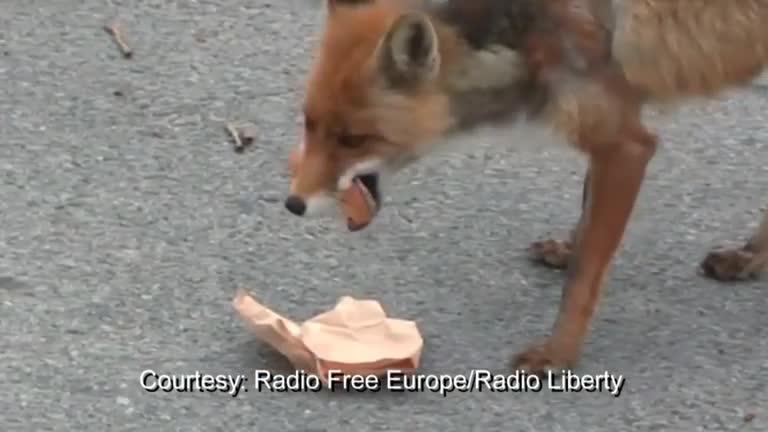 Sandwich-making fox video goes viral
