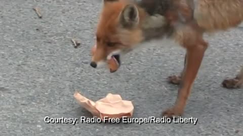 Sandwich-making fox video goes viral