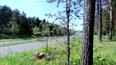 Large Trees Beside the Highway