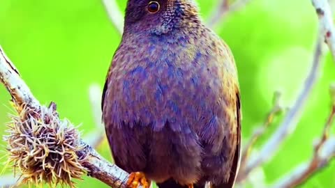 Indian Blackbird