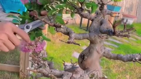 Hoa có đẹp cũng phải bỏ đi thôi #bonsai