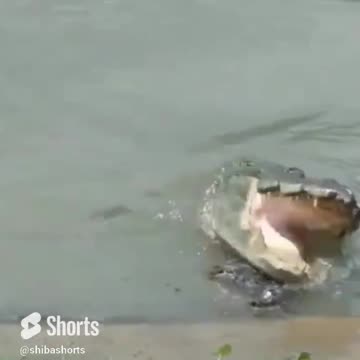 Look out behind you little gator ! 🐊