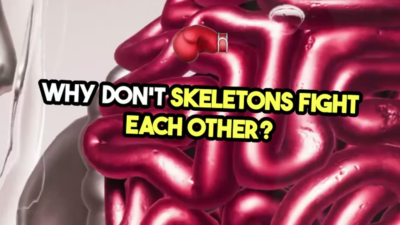 Jokes - Why Don't Skeletons Fight