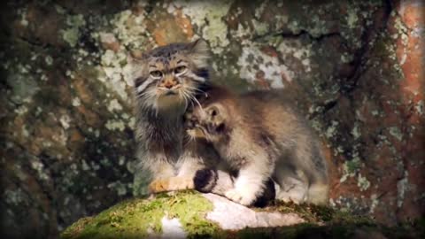 Pallas’s Cat: The Original Grumpy Cat