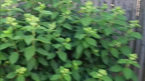 Hydrangea tree
