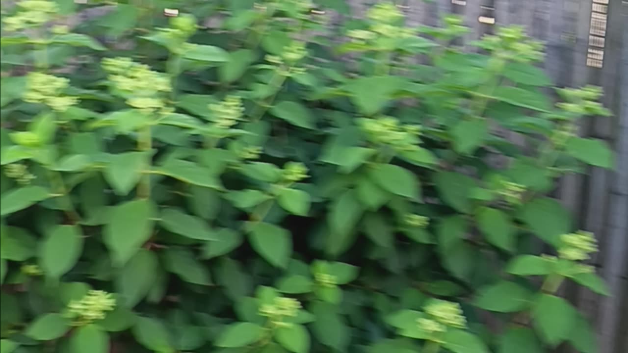 Hydrangea tree