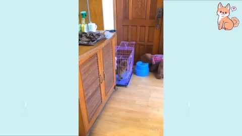 You will laugh at all the DOGS 🤣 Funny DOG Videos 😂🐶