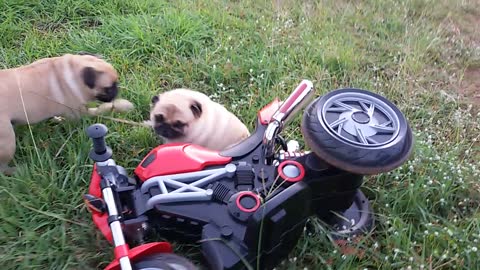 Pug Family On The Carousel