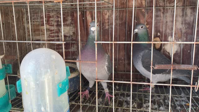 I will teach you some essential knowledge about raising pigeons