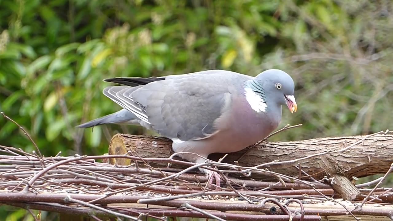 Pigeon is a beautiful bird every human like pigeon heartly