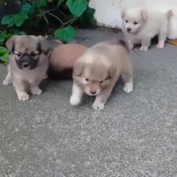 Dogs funny video |Funny animal videos| try not to laugh