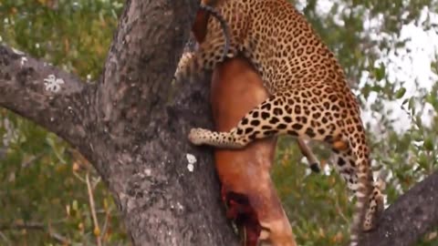 Leopard Hoists MASSIVE Impala Ram High Into Tree!