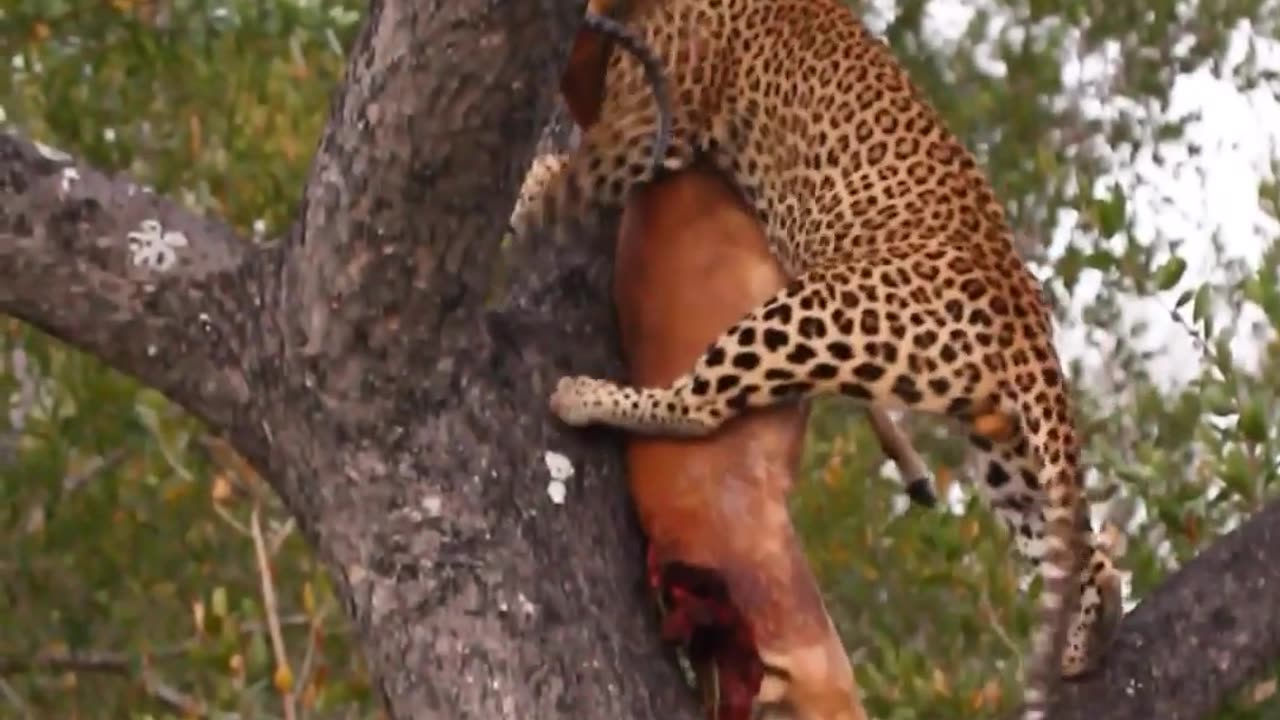 Leopard Hoists MASSIVE Impala Ram High Into Tree!