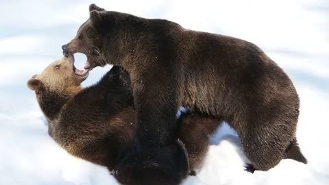 Brown Bear || Description, Characteristics and Facts!