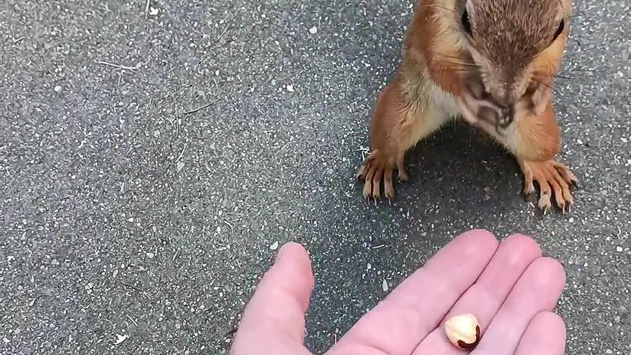 Adorable Squirrel In Moscow Park