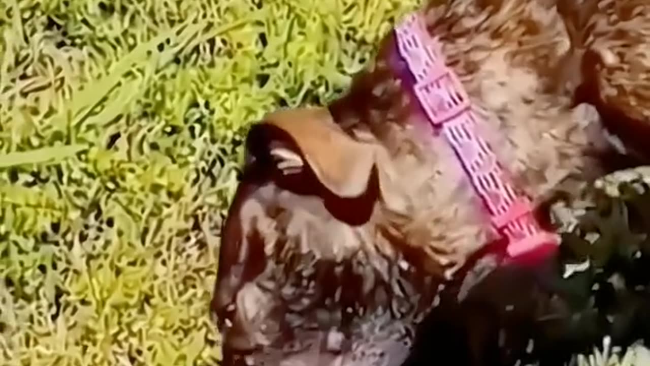 Funny Animals Fall Completion | Crazy Pets | Funny Animals