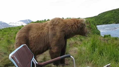 Bear sits next to a guy