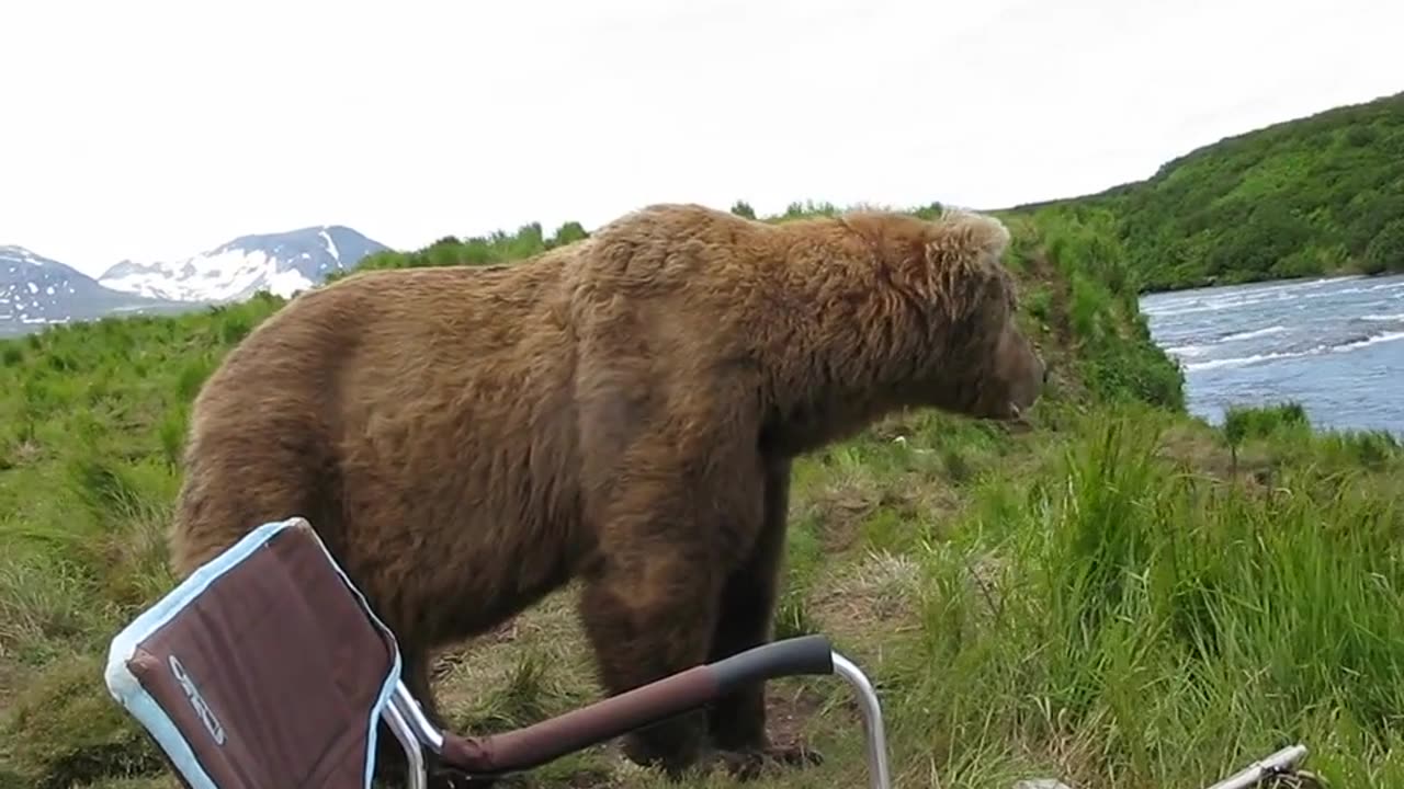 Bear sits next to a guy