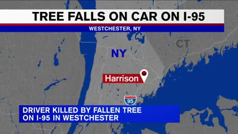 Driver killed when tree falls on car traveling on I-95