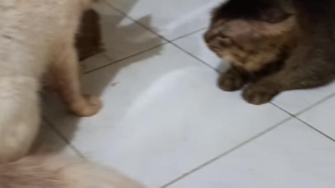 Two cats were fighting.