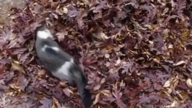 Celo Pets - Animais Engraçados Funny Animals Channel #cat #dog #funny #engraçado #viral #shorts(18)