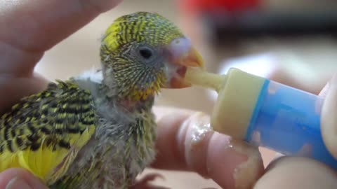 Watch 5 baby budgies growing day by day8