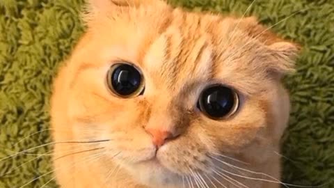 Cute cat Watch me Cute car eyes