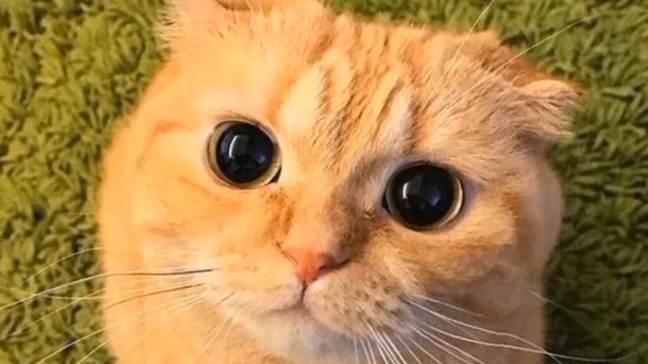 Cute cat Watch me Cute car eyes